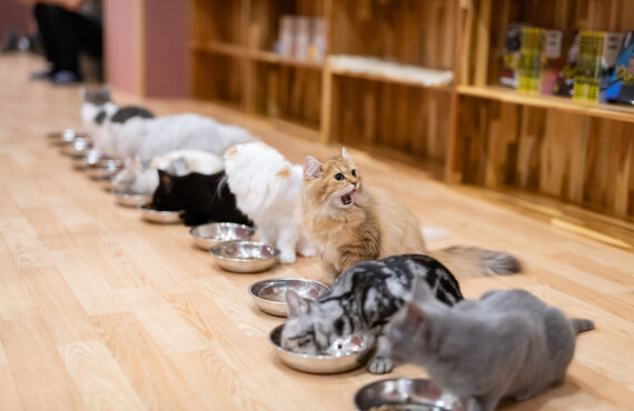 宮崎、鹿児島のペットシッター、ペットホテルといえばにゃんこの手。2021年7月～9月のわんこ達にゃんこ達アルバム