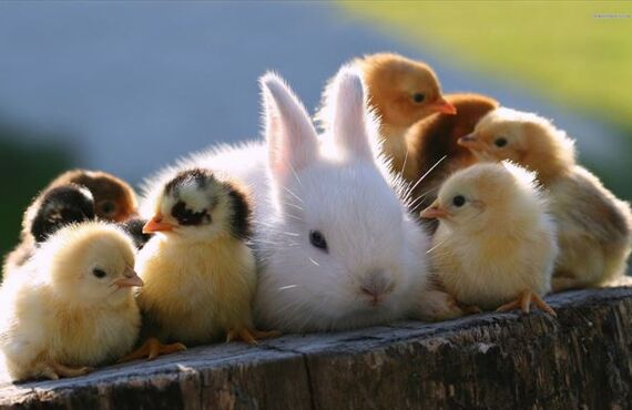 宮崎、鹿児島のペットシッター、ペットホテルといえばにゃんこの手。2021年7月～9月のわんこ達にゃんこ達アルバム